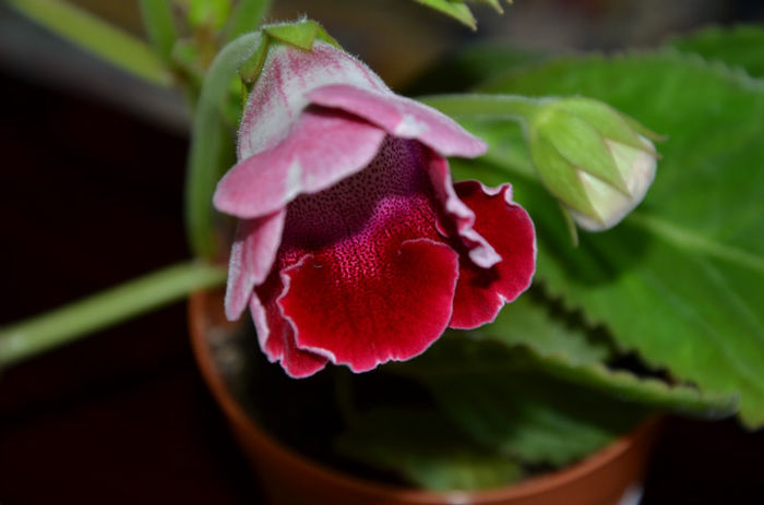 Red Rain - Gloxinii 2013