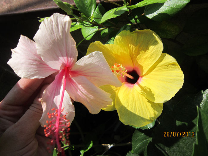 IMG_1593 - hibiscus