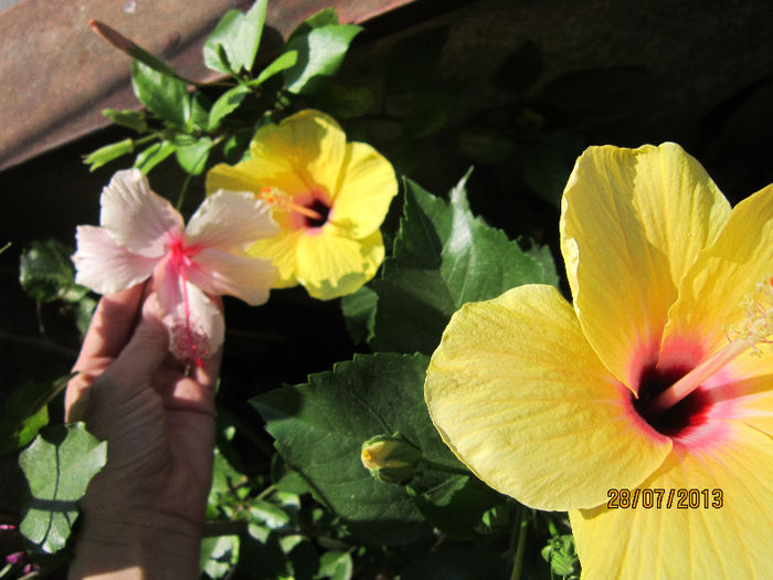 IMG_1594 - hibiscus