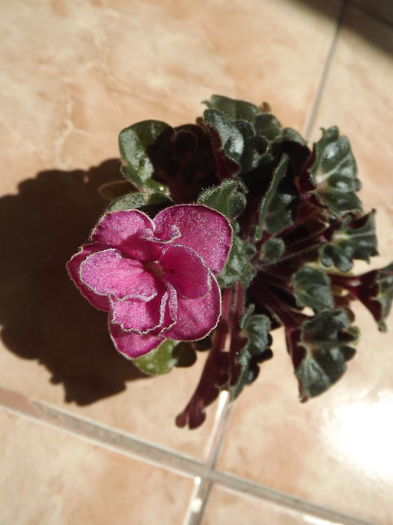 DSCF0700