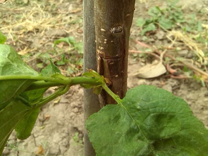 cires in visin; ma speriasem acu 2 sapt ca nu se vor mai dezvolta
