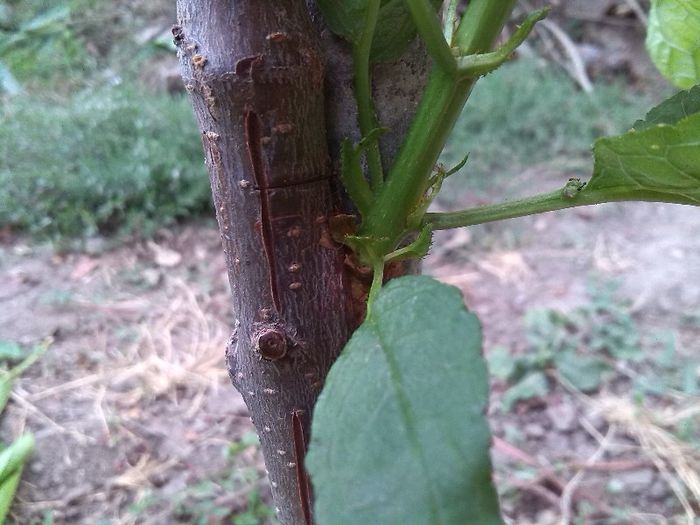 cires in visin; ma speriasem acu 2 sapt ca nu se vor mai dezvolta
