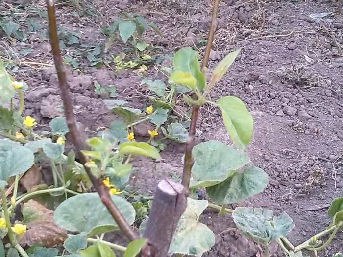 gutui reparat dupa despicatura- pe ramuri