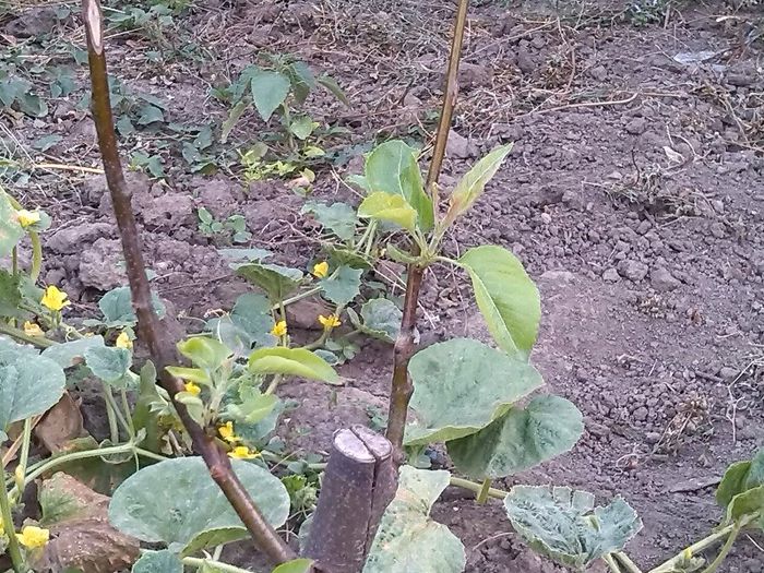 par reparat dupa despicatura- pe gutui