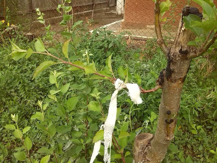 mar reparat dupa despicatura- pe ramuri