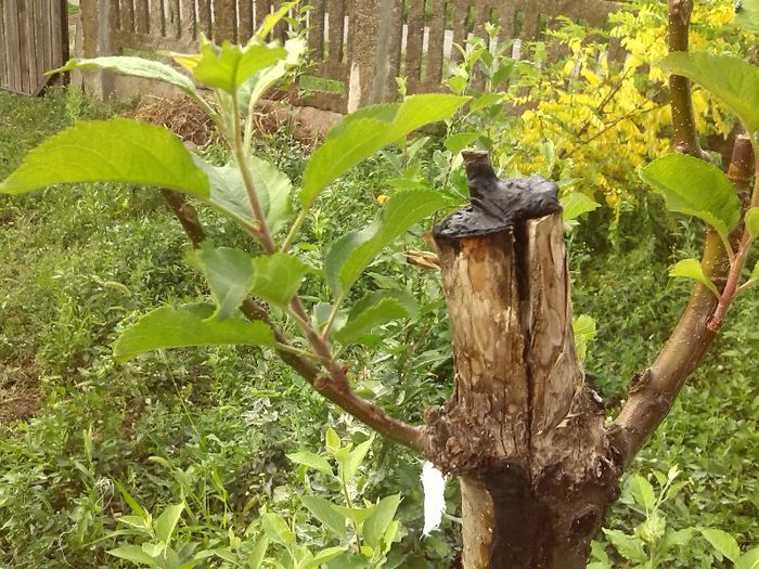 mar reparat dupa despicatura- pe ramuri