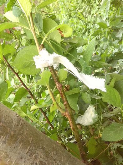 mar reparat dupa despicatura- pe ramuri