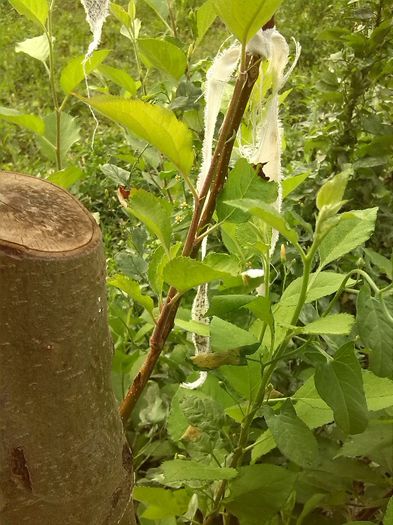 IMG_2013mar reparat dupa despicatura- pe ramuri0727_182636