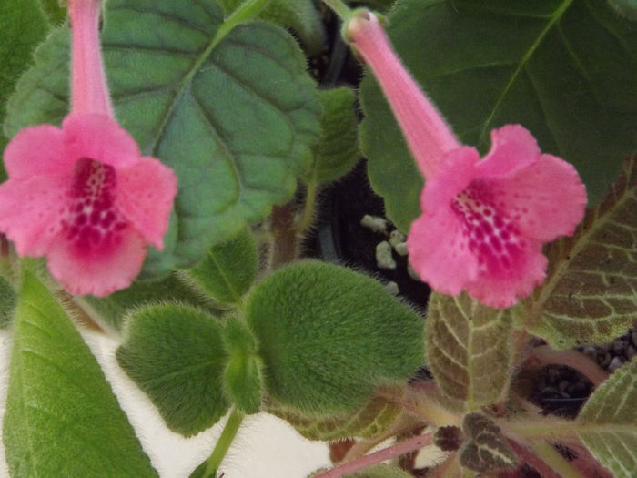 DSCF0932 - SINNINGII