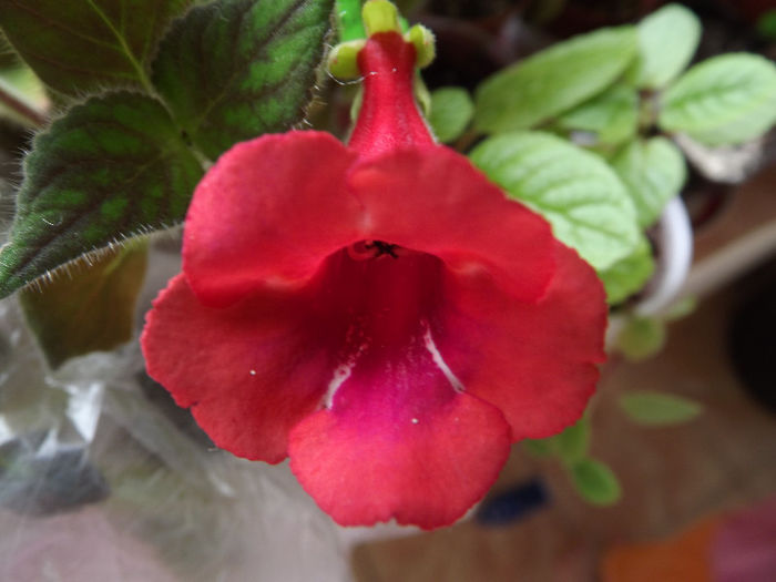 DSCF0807 - SINNINGII