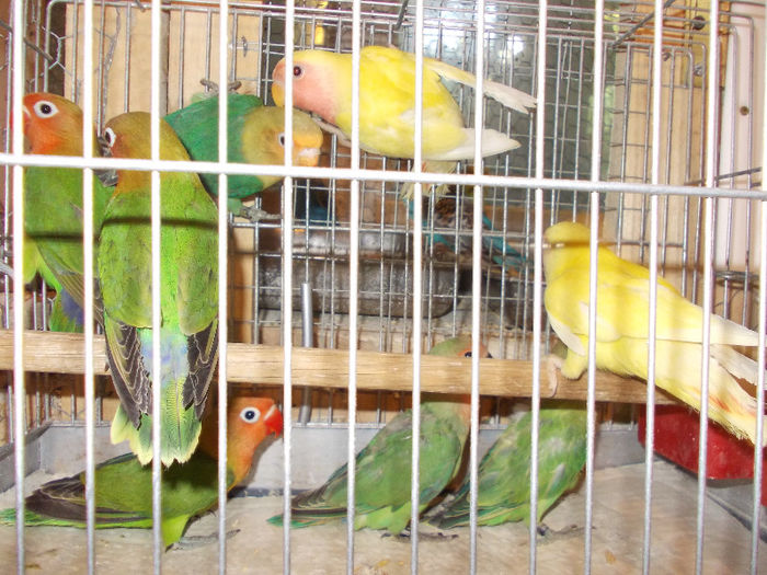 DSCN1803 - Agapornis-Pui-13