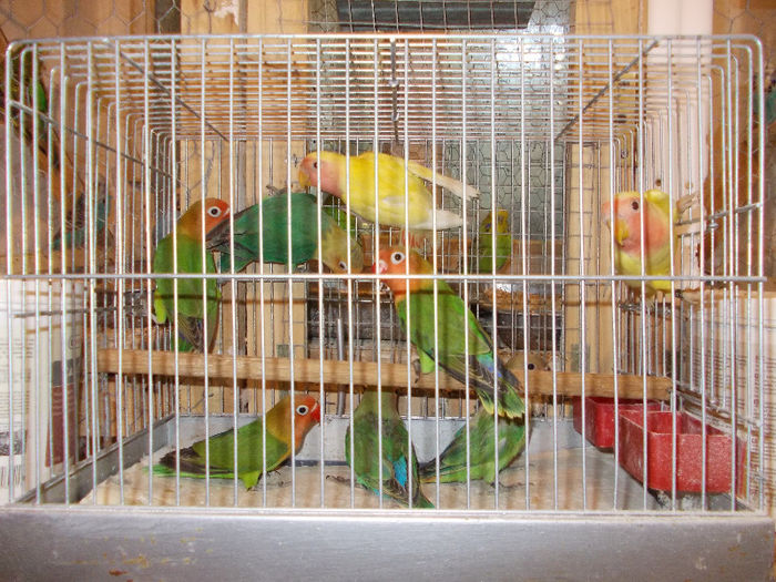 DSCN1799 - Agapornis-Pui-13