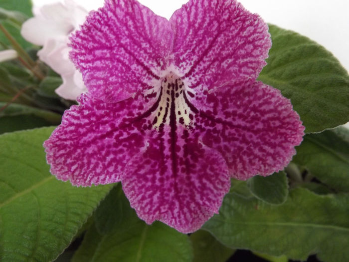 DSCF0851 - Streptocarpusi