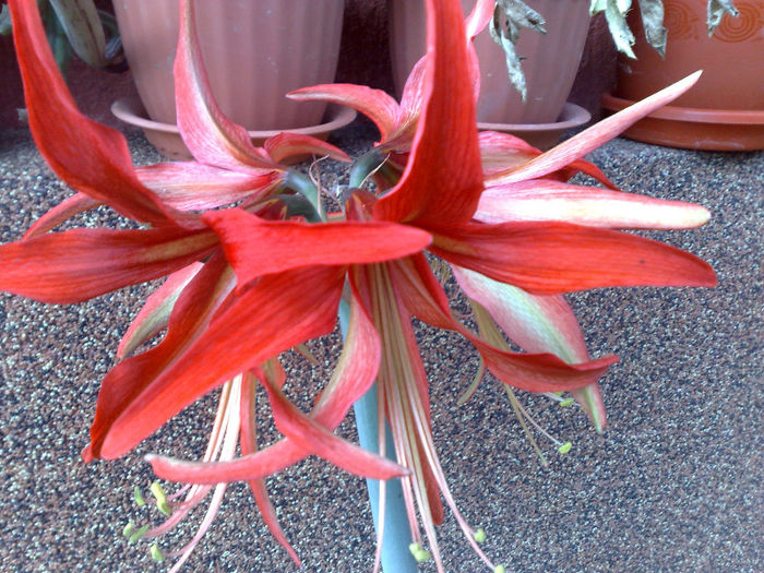  - B AMARILLYS - CRINI 2013-2014