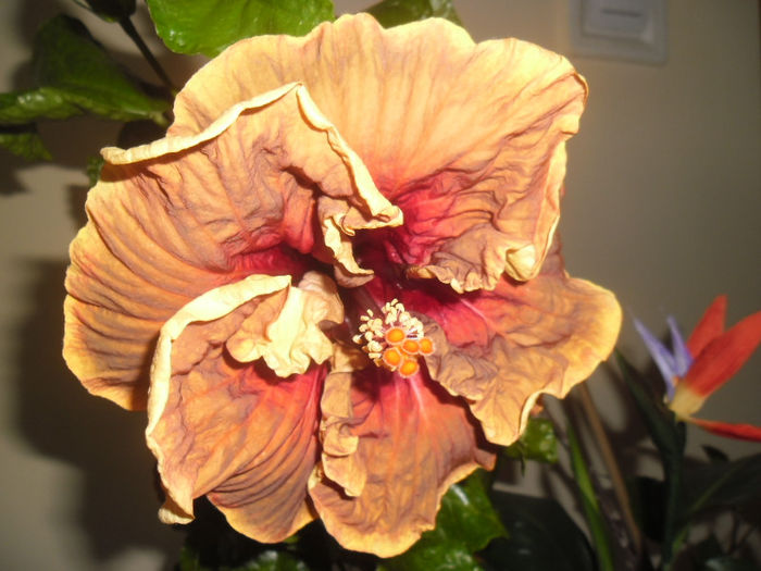 Voodoo Magic - Hibiscus 2013-2