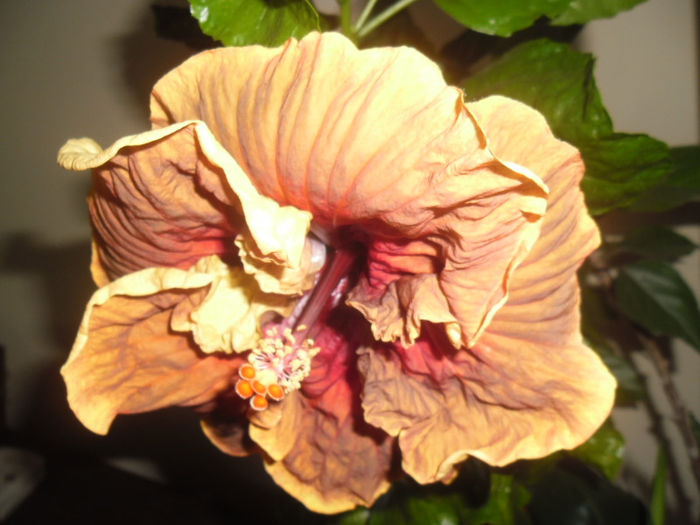 Voodoo Magic - Hibiscus 2013-2