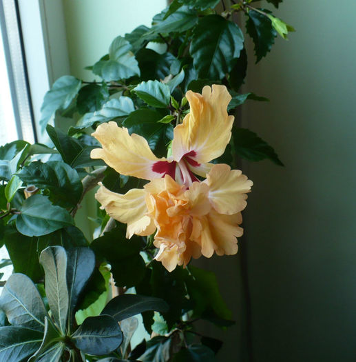 P1460763 - hibiscusi 2013