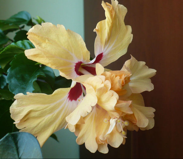P1460756 - hibiscusi 2013