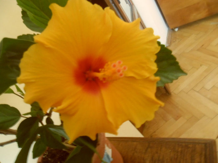 Athenacus - Hibiscus 2013-2