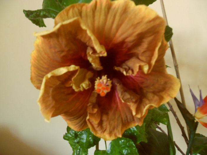 Voodoo Magic - Hibiscus 2013-2
