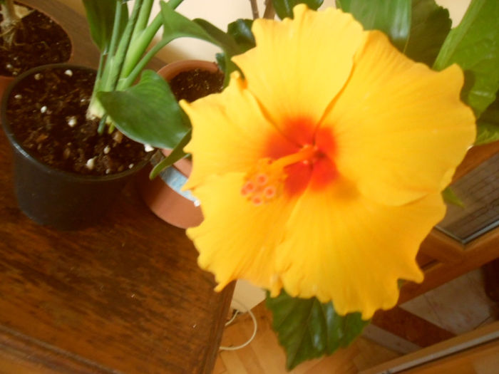Athenacus - Hibiscus 2013-2