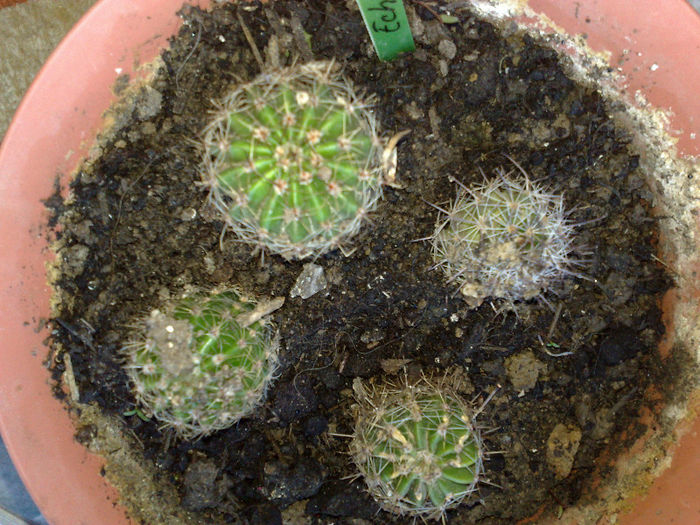 cactusi Norela - ACHIZITII FLORI DE LA DOAMNE CU SUFLET MARE 2
