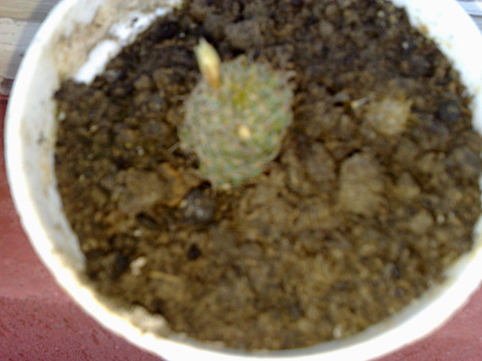 cactusi Nora
