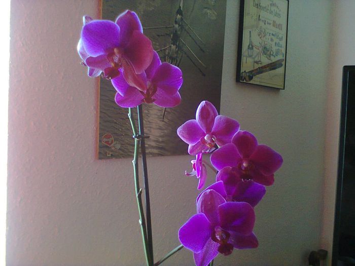 orhidee - orhidee