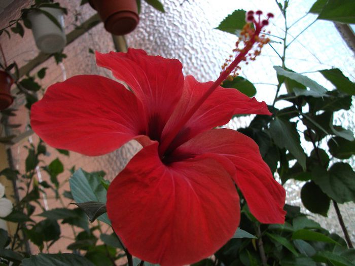 DSCF4834 - Hibi 2013