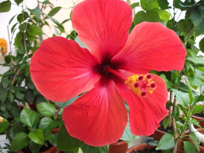 DSCF4837 - Hibi 2013