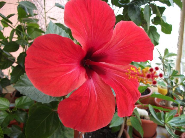 DSCF4838 - Hibi 2013