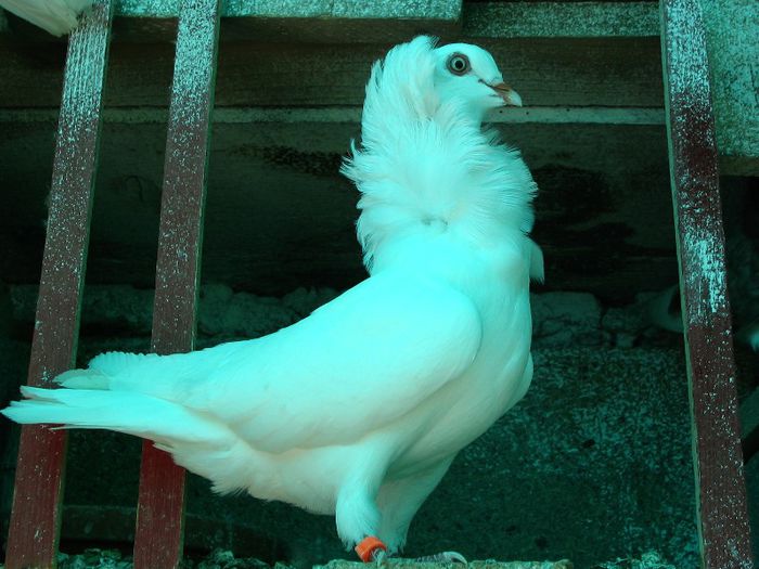 Mii de flori curte 095