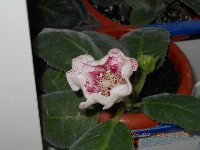 002 - IULIE 2013