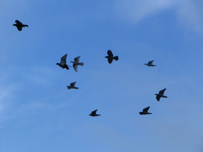 Mii de flori curte 010