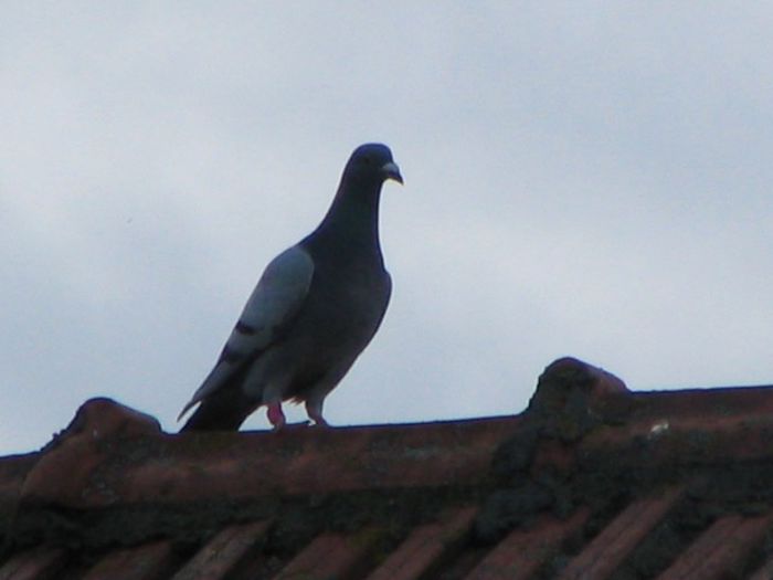 Mii de flori curte 012