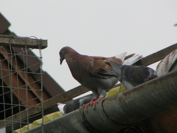 Mii de flori curte 069