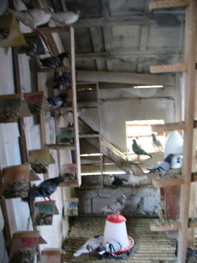 Mii de flori curte 186