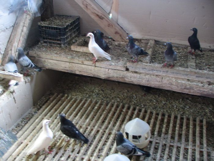 Mii de flori curte 187