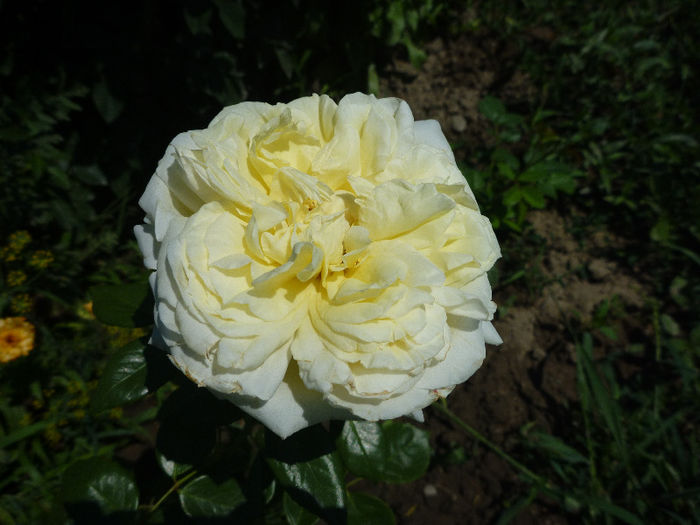 Elfe Tantau rose