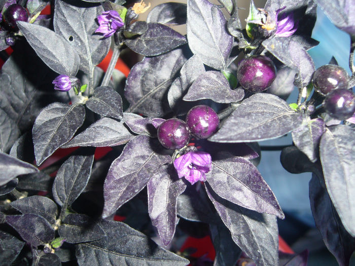 capsicum annuum black pearl