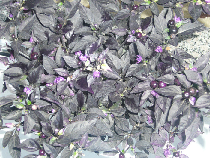 capsicum annuum black pearl - Capsicum annuum -Ardei iute