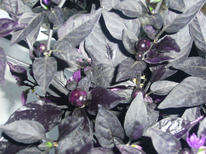 capsicum annuum black pearl - Capsicum annuum -Ardei iute