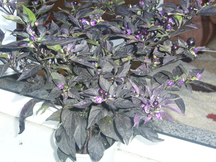 capsicum annuum black pearl