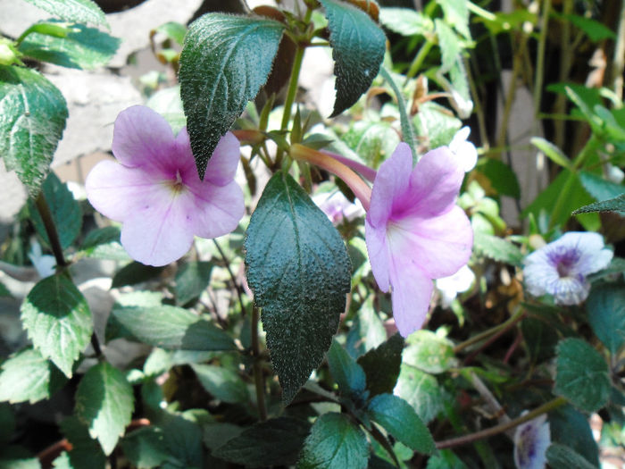 SAM_0947 - achimenes