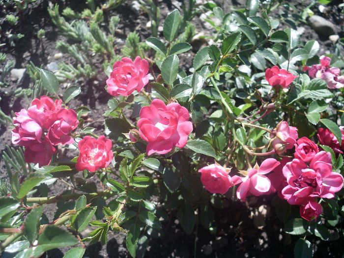 HPIM0005 - 8-trandafiri