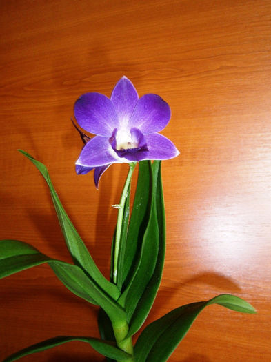 P7280007 - Reinfloriri orhidee 2013