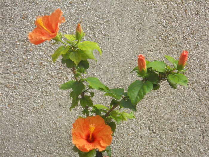 DSCN4271 - hibiscus galben