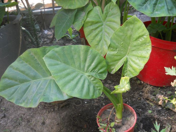 COLOCASIA - DAU LA SCHIMB