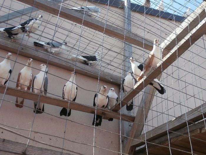 La Dorin Melente - S- O Vizita la Constanta