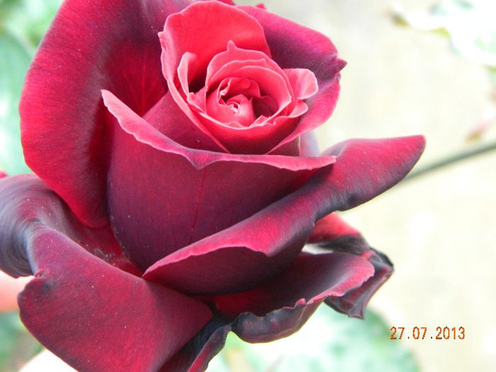 Trandafirul preferat al surorii mele - Vacanta Faget 2013